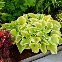 Hosta Delta Dawn