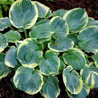 Hosta Pizzazz