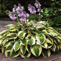 Hosta Wide Brim