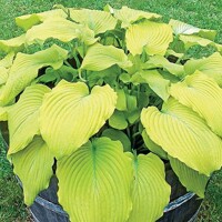 Hosta Banana Kid