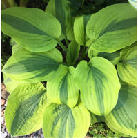 Hosta Moon Split