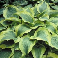 Hosta Atlantis