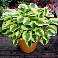 Hosta Brim Cup