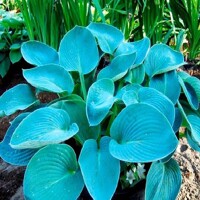 Hosta Buckshaw Blue