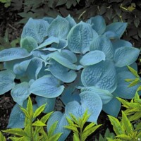 Hosta Fragrant Blue