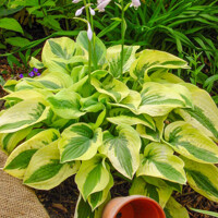 Hosta Mamma Mia