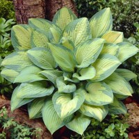 Hosta Pauls Glory