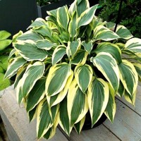 Hosta Wolverine