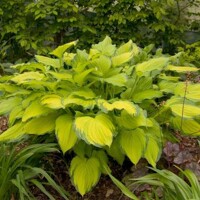 Hosta Lady Guineveree