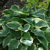 Hosta Tambourine