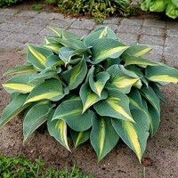 Hosta Catherine