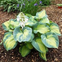 Hosta Color Glory