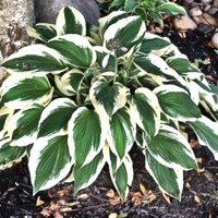 Hosta Minuteman