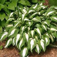 Hosta Night Before Christmas