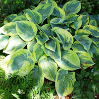 Hosta Tokudama Flavocircinalis