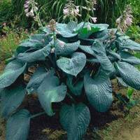 Hosta Blue Umbrellas