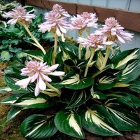 Hosta Sting