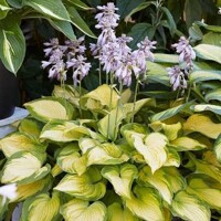 Hosta Lakeside Banana Bay