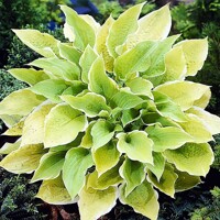 Hosta Sunshine Glory