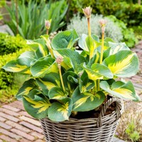 Hosta Beach Boy