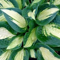 Hosta Chain Lightning