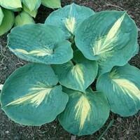 Hosta Dream Queen