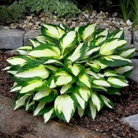 Hosta Morning Star