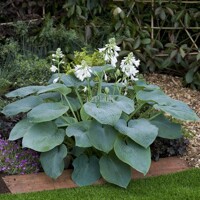 Hosta Big Mamma