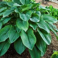 Hosta King Size