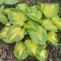 Hosta Enchiladas