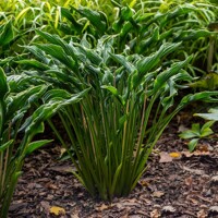 Hosta Praying Hand