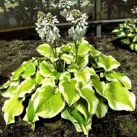 Hosta Spring Morning