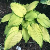 Hosta First Dance