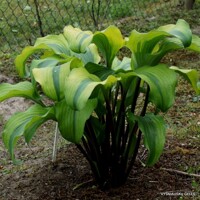 Hosta Monkey Business