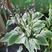 Hosta Zebra Stripes