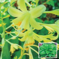 Hosta Miracle Lemony