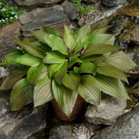 Hosta First Blush