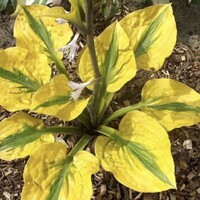 Hosta Glad Rags