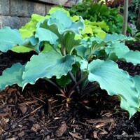 Hosta Skywriter