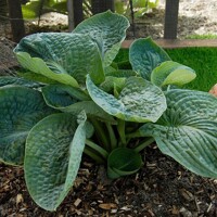 Hosta Lakeside Maverick