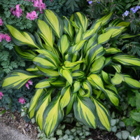 Hosta Rainbows End