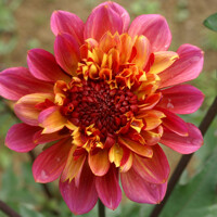 Dahlia Florinoor