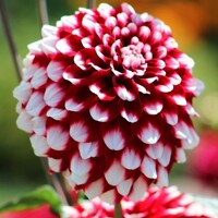 Dahlia Checkers