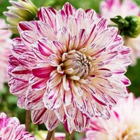 Dahlia Smokey