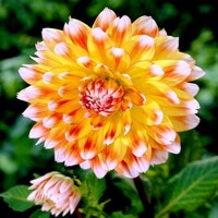 Dahlia Peach And Cream