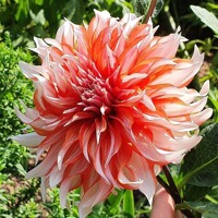 Dahlia Caribbean Fantasy