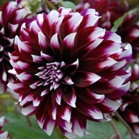 Dahlia Contraste