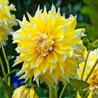 Dahlia Grand Prix