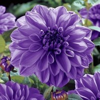 Dahlia Lilac Time