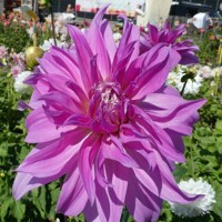 Dahlia Lavender Ruffles